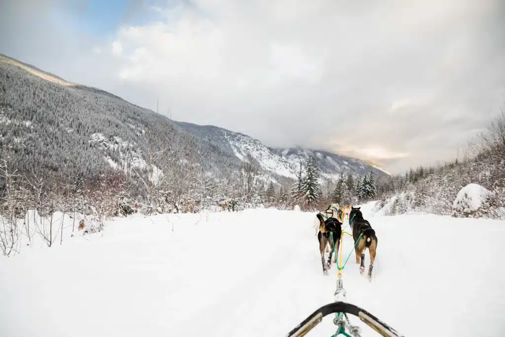 View from the back of a Revelstoke Dogsled Adventures as the mushing team pulls out into a snowy flat area with mountains on either side.