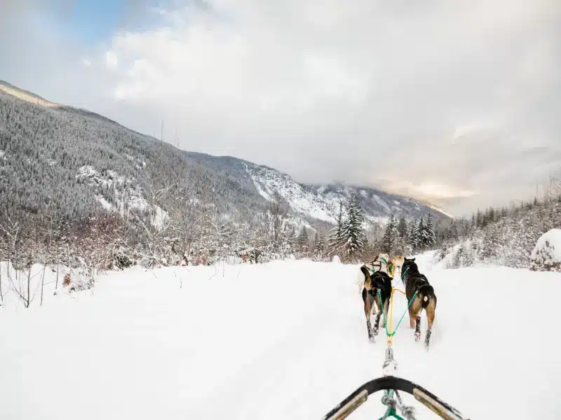 View from the back of a Revelstoke Dogsled Adventures as the mushing team pulls out into a snowy flat area with mountains on either side.