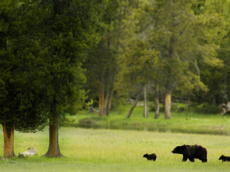 A mother black bear and her two cubs cross the green of a Revelstoke golf course. The image is a stock photo for Bear Awareness Day