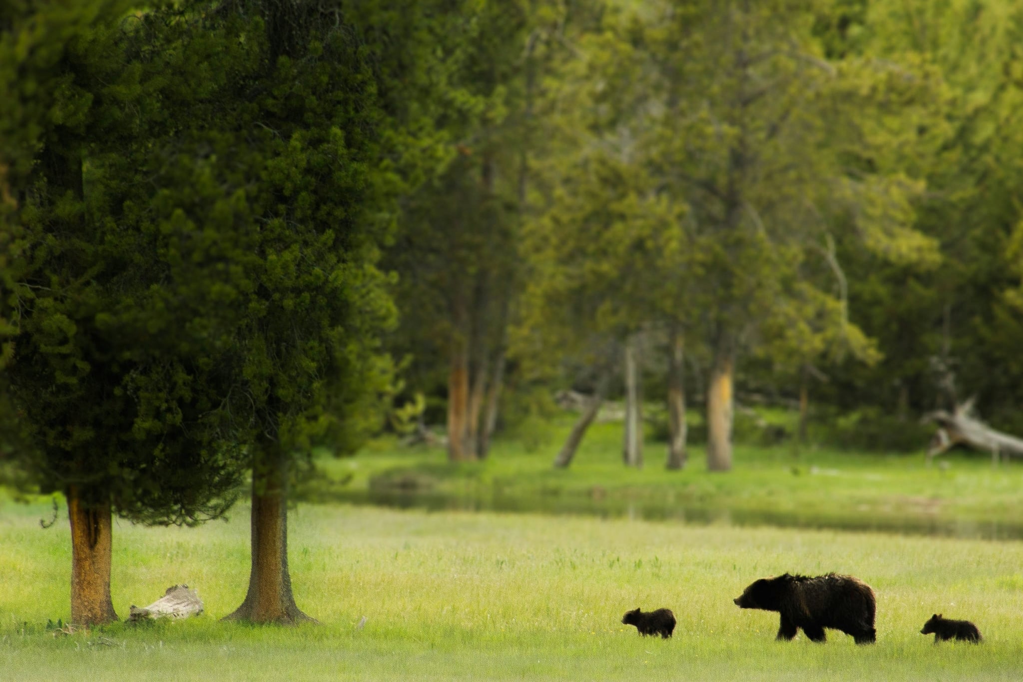 A mother black bear and her two cubs cross the green of a Revelstoke golf course. The image is a stock photo for Bear Awareness Day