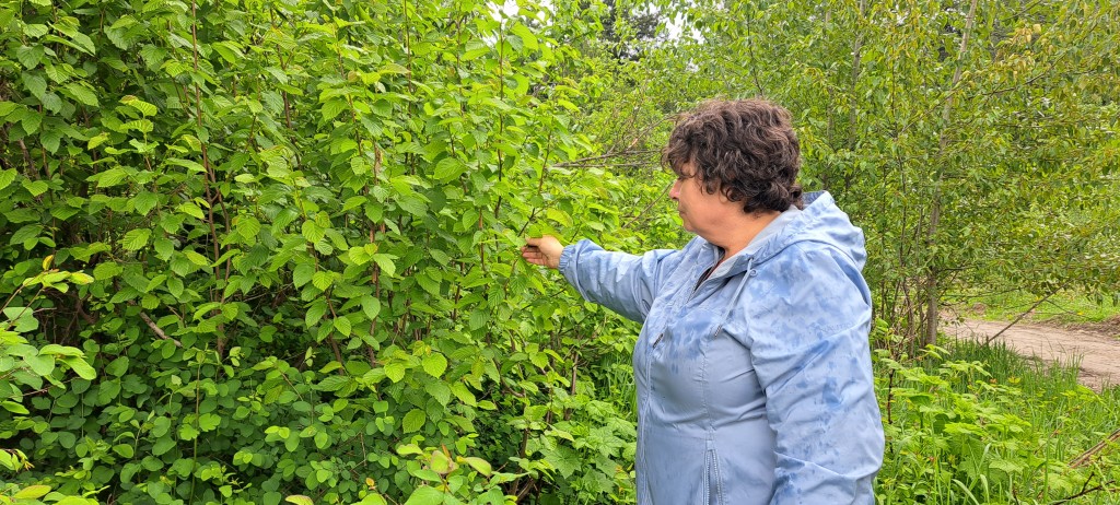 Lisa Moore, Michif woman points out the hazelnut trees around the Food Commons Project