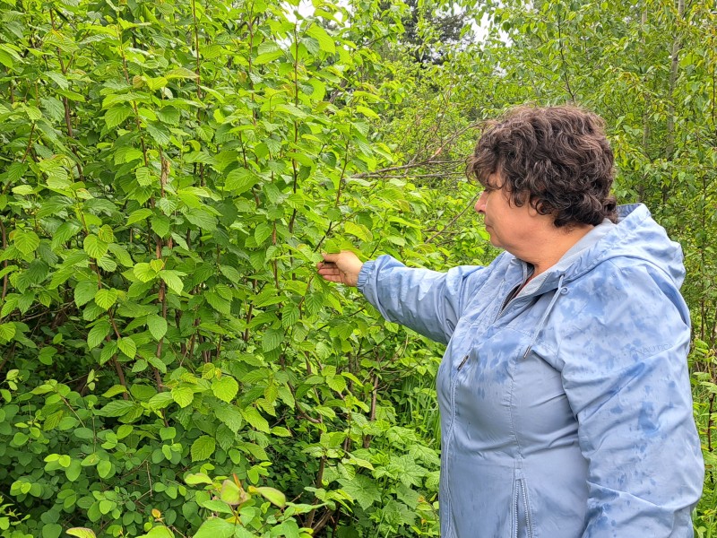 Lisa Moore, Michif woman points out the hazelnut trees around the Food Commons Project