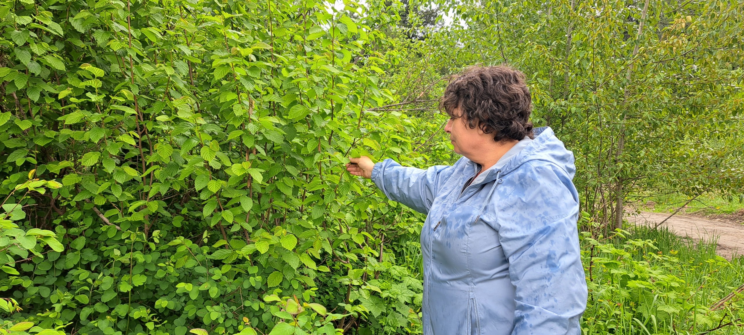 Lisa Moore, Michif woman points out the hazelnut trees around the Food Commons Project