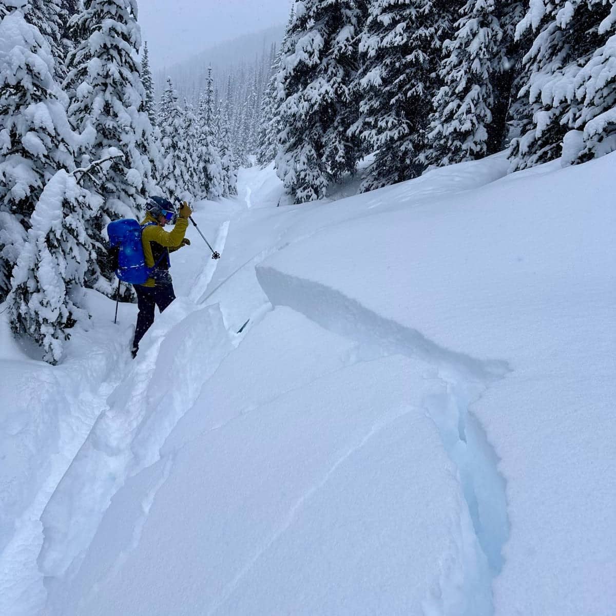 A skiier testing the reactivity of snow layers on a gentle slope near Revelstoke. A large crack has formed in the snow as a reactive slab detaches