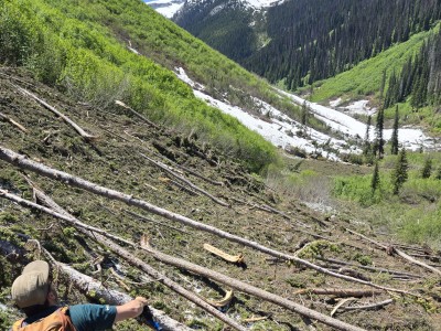 A hiker stands on a field of fallen trees and snow covering the Balu Trail in Glacier National Park