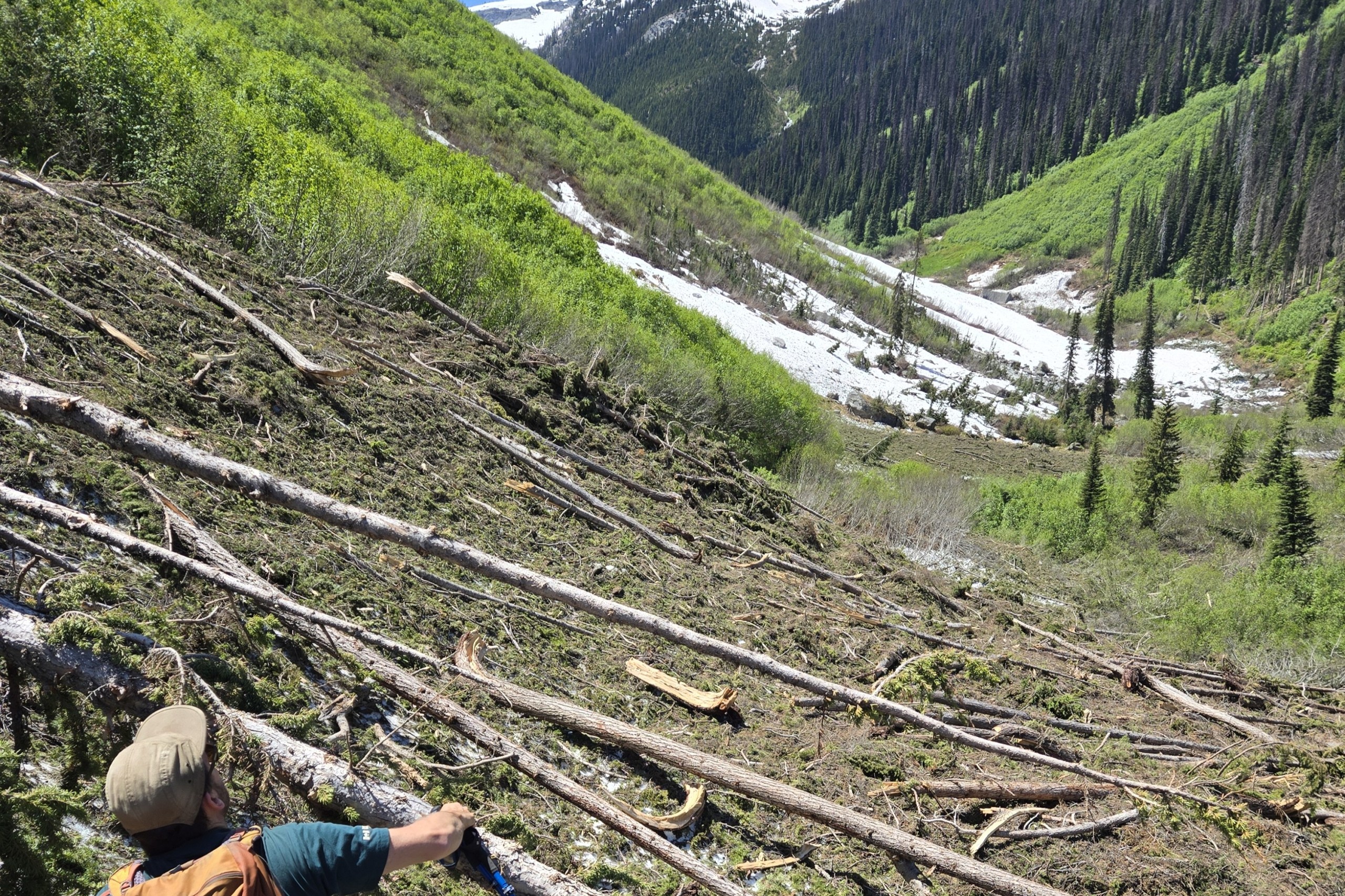 A hiker stands on a field of fallen trees and snow covering the Balu Trail in Glacier National Park