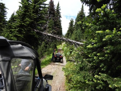 Two side-by-side vehicles on a trail near Revelstoke, B.C. The trees are a bright green and there is one cutting over the path after a storm brought it down. The photo is before the provincial ATV ban due to wildfires.