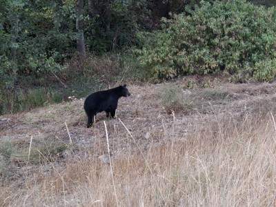 A black bear stands in a small gully beside a paved pathway in Revelstoke. The bear is looking right of the camera.